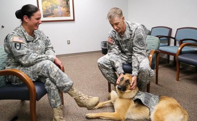 ABC_military_dog_mar_140527_16x9_608
